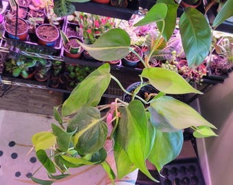 CLEARANCE Philodendron Brasil Live Plant | Variegated Trailing Houseplant | Heartleaf Philodendron | Easy Care Tropical Indoor Plant