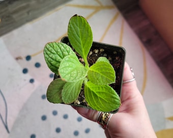 Borage (Borago officinalis) – Edible Flowers & Pollinator Favorite | Herb Garden Essential | Zone 2-11