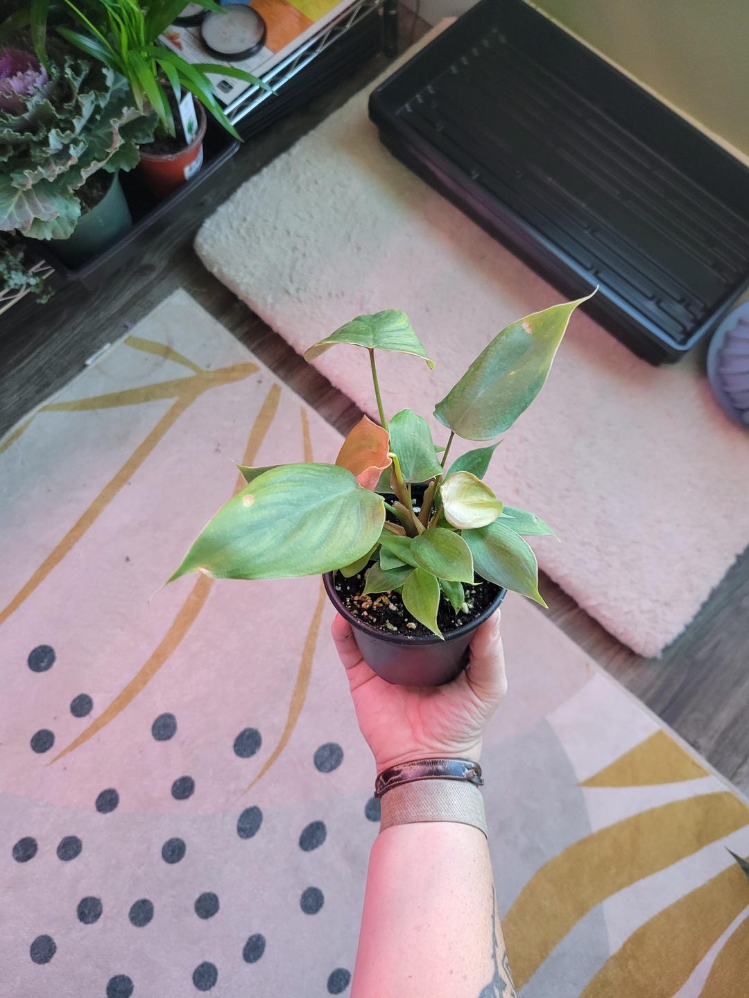 CLEARANCE Lynamii Philodendron | 4 Inch | Live House Plant - Etsy