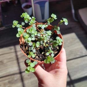 Biblical Job&#39;s Tears Live Plant | Coix lacryma-jobi | 3 Inch