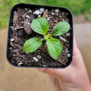 May include: A small green plant with four serrated leaves growing in a square black plastic nursery pot filled with dark potting soil containing small white perlite particles and wood chips, viewed from directly above.