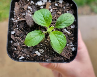 Red Leaf Holy Basil Live Plant – 3 Inch Pot | Tulsi Basil | Purple Red Basil | Fragrant Culinary Herb | Pollinator Plant | Zones 3-11