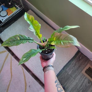 May include: A potted houseplant with large, variegated leaves in shades of green, yellow, and pink. The plant is held in a black plastic pot. The leaves have a unique shape and texture, with some showing a mix of colors.