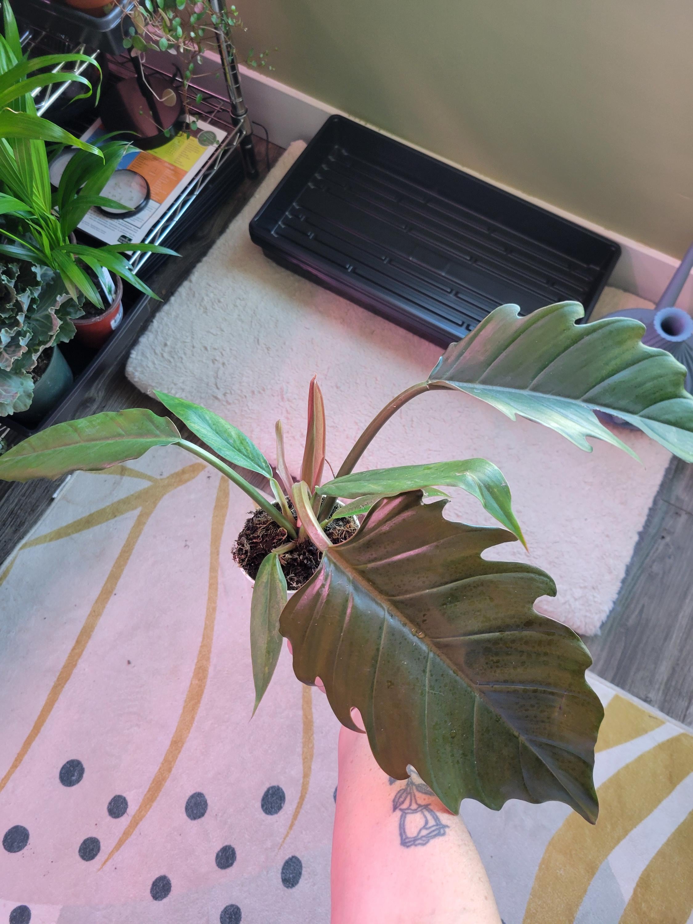 CLEARANCE Caramel Pluto Philodendron | 4 Inch | Live House Plant - Etsy