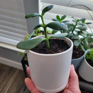 Jade Plant | Crassula Ovata | Live Succulent Plant | Small Succulent | House Plant | Succulent | Indoor Plant