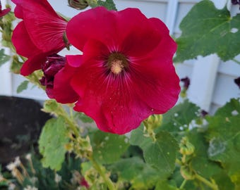 Mars Magic Hollyhock | Live Plant | Zones 3 through 8