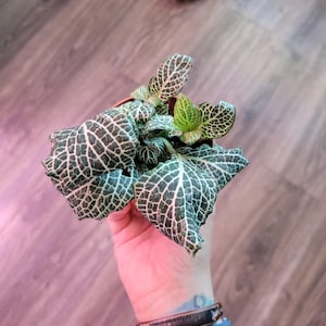 Fittonia White Nerve Plant | 3 inch Live Plant | Small Plant | House Plant | Indoor Plant