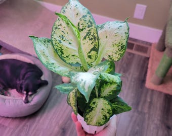 Dieffenbachia 'amy' Houseplant - Etsy