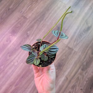 Peperomia Napoli Nights | 3 inch | Peperomia caperata | Live Plant | Small Plant | House Plant | Indoor Plant