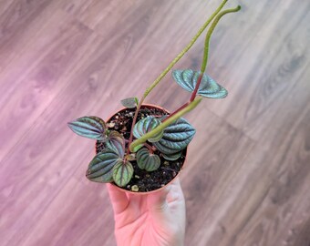 Peperomia Napoli Nights: 3 Inch Live Indoor Plant