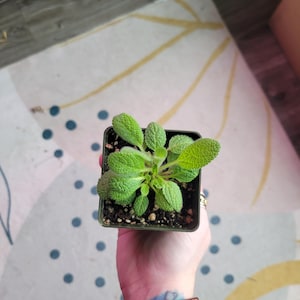 Lamb’s Ear (Stachys byzantina) – Soft Silver Foliage | Drought-Tolerant Perennial |3 inch | Zones 4-9