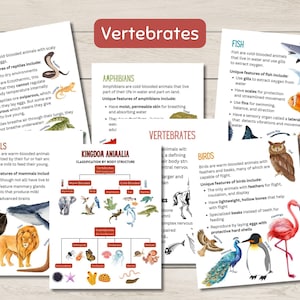 Pode incluir: Um gr&aacute;fico ilustrado colorido com a classifica&ccedil;&atilde;o dos vertebrados. O gr&aacute;fico inclui imagens de um r&eacute;ptil, um anf&iacute;bio, um peixe, um p&aacute;ssaro e um mam&iacute;fero. O gr&aacute;fico tamb&eacute;m inclui texto que descreve as caracter&iacute;sticas &uacute;nicas de cada classe de animal.