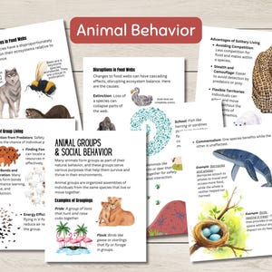 Pode incluir: Cartas ilustradas coloridas com texto sobre o comportamento animal, incluindo esp&eacute;cies-chave, teias alimentares, interrup&ccedil;&otilde;es nas teias alimentares, benef&iacute;cios da vida em grupo, grupos de animais e comportamento social, vantagens da vida solit&aacute;ria e exemplos de agrupamentos. As cartas apresentam ilustra&ccedil;&otilde;es de animais como lobos, abelhas, lontras, gorilas, dod&ocirc;, peixes, leopardos, ursos polares, baleias, p&aacute;ssaros e le&otilde;es.