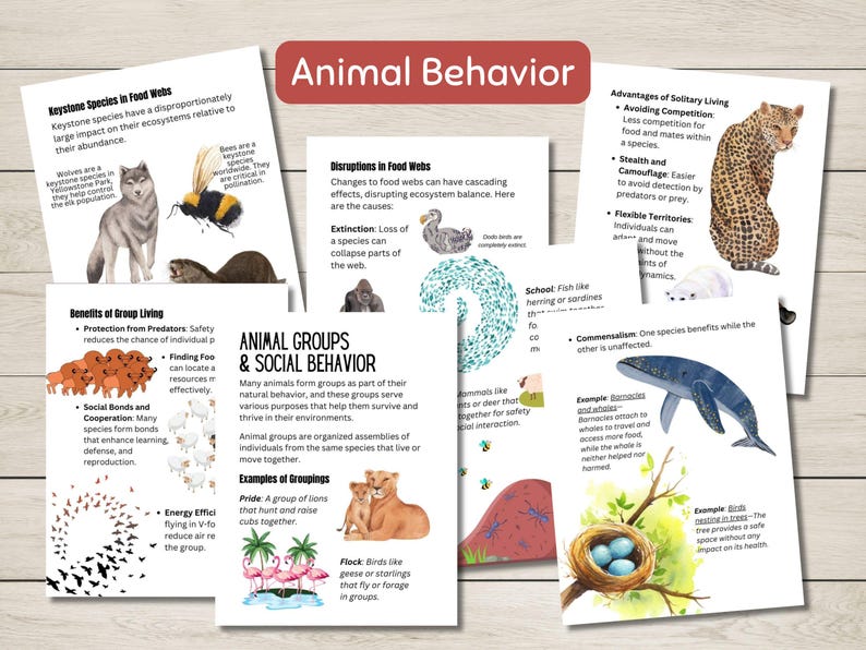 Pode incluir: Cartas ilustradas coloridas com texto sobre o comportamento animal, incluindo esp&eacute;cies-chave, teias alimentares, interrup&ccedil;&otilde;es nas teias alimentares, benef&iacute;cios da vida em grupo, grupos de animais e comportamento social, vantagens da vida solit&aacute;ria e exemplos de agrupamentos. As cartas apresentam ilustra&ccedil;&otilde;es de animais como lobos, abelhas, lontras, gorilas, dod&ocirc;, peixes, leopardos, ursos polares, baleias, p&aacute;ssaros e le&otilde;es.