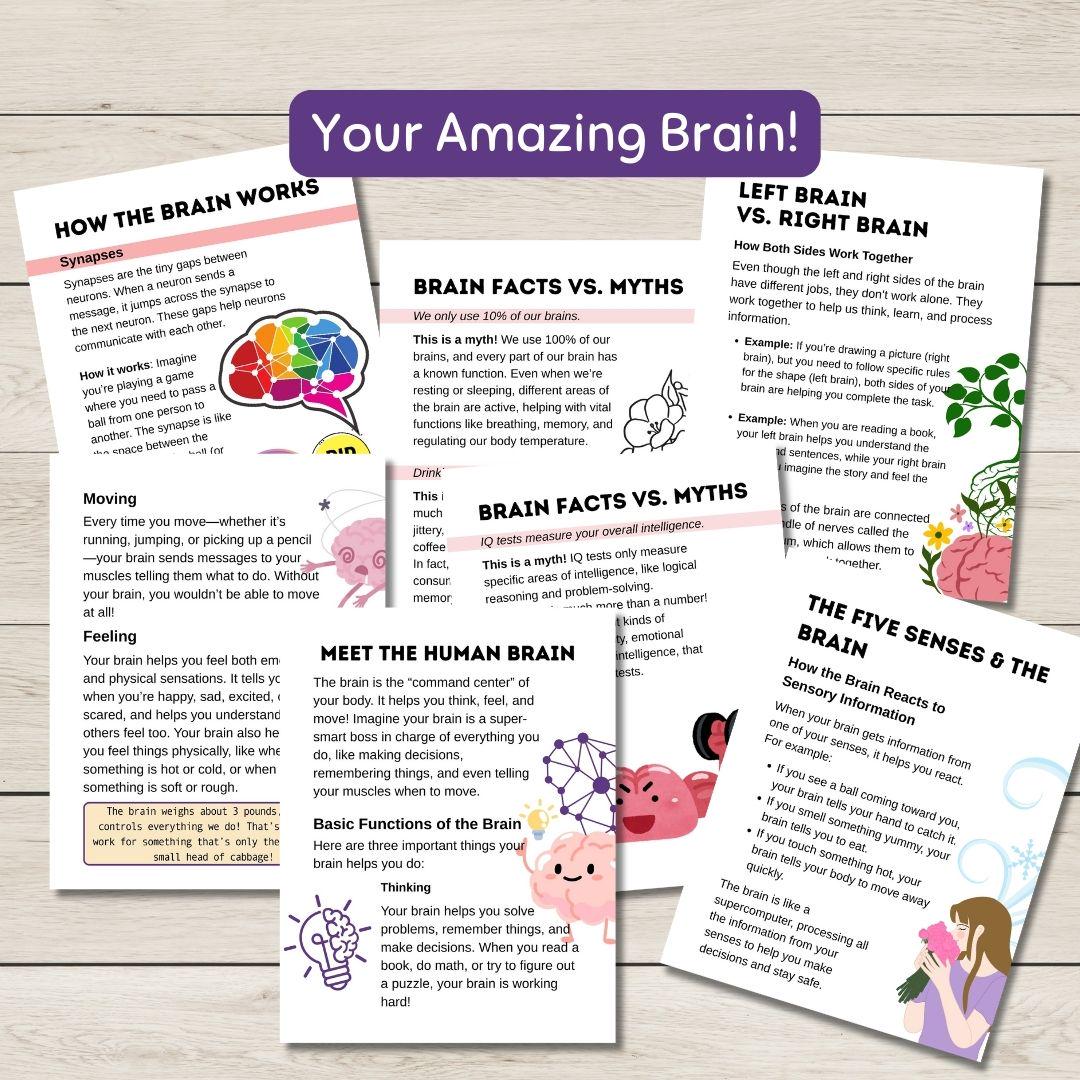 Human Brain Unit Study About Anatomy, Functions, Senses, Emotions ...