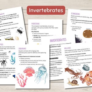 Pode incluir: Infogr&aacute;fico colorido com ilustra&ccedil;&otilde;es de diferentes animais invertebrados, incluindo insetos, artr&oacute;podes, cnid&aacute;rios, moluscos e equinodermos. Cada se&ccedil;&atilde;o inclui uma breve descri&ccedil;&atilde;o do grupo animal e suas caracter&iacute;sticas &uacute;nicas.