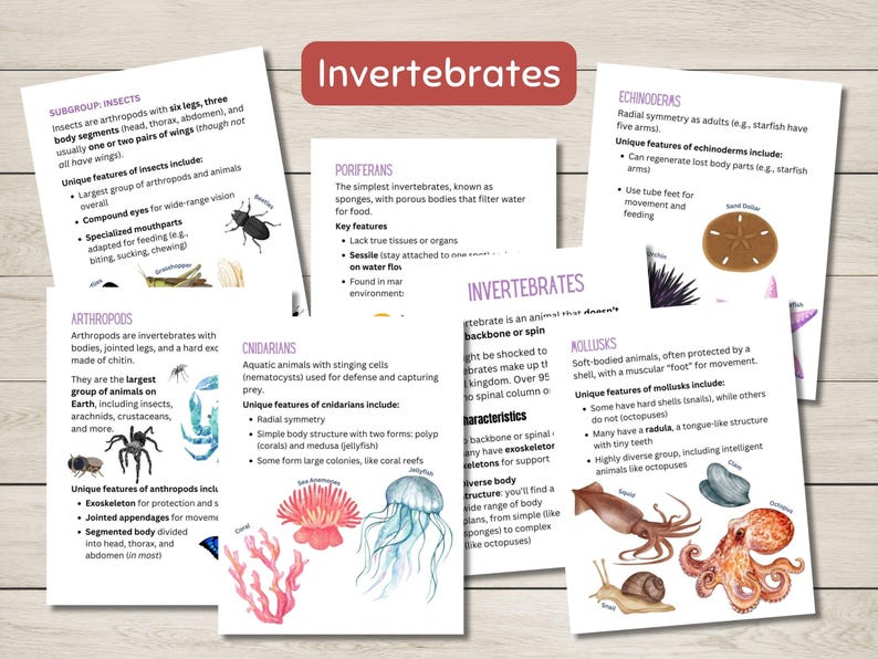 Pode incluir: Infogr&aacute;fico colorido com ilustra&ccedil;&otilde;es de diferentes animais invertebrados, incluindo insetos, artr&oacute;podes, cnid&aacute;rios, moluscos e equinodermos. Cada se&ccedil;&atilde;o inclui uma breve descri&ccedil;&atilde;o do grupo animal e suas caracter&iacute;sticas &uacute;nicas.