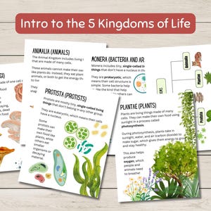 Pode incluir: Gr&aacute;fico ilustrado que explica os cinco reinos da vida: Animalia, Fungi, Protista, Plantae e Monera. Cada reino &eacute; representado por uma ilustra&ccedil;&atilde;o colorida e uma breve descri&ccedil;&atilde;o de suas caracter&iacute;sticas.
