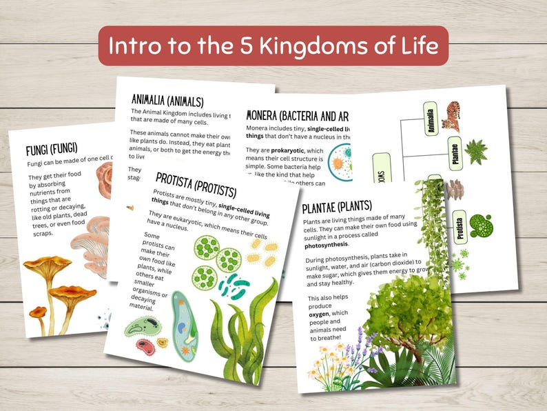 Pode incluir: Gr&aacute;fico ilustrado que explica os cinco reinos da vida: Animalia, Fungi, Protista, Plantae e Monera. Cada reino &eacute; representado por uma ilustra&ccedil;&atilde;o colorida e uma breve descri&ccedil;&atilde;o de suas caracter&iacute;sticas.