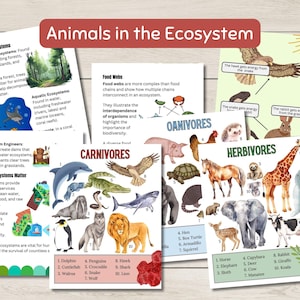 Pode incluir: Cartazes educativos coloridos sobre os animais no ecossistema. Os cartazes apresentam ilustra&ccedil;&otilde;es de diferentes animais, incluindo um golfinho, um pinguim, um falc&atilde;o, um tubar&atilde;o, um le&atilde;o, uma galinha, uma tartaruga terrestre, um tatu, um esquilo, um cavalo, um elefante, um bicho-pregui&ccedil;a, um capivara, um veado, uma vaca, um peixe-boi, um coelho, uma girafa e um coala. Os cartazes tamb&eacute;m incluem texto sobre as teias alimentares, os carn&iacute;voros, os on&iacute;voros e os herb&iacute;voros.
