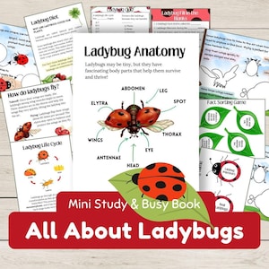 May include: A collection of educational materials about ladybugs. The image includes diagrams of ladybug anatomy, life cycle, and diet, along with quizzes and fact sheets. The title reads "All About Ladybugs."