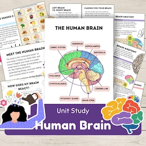 以下が含まれることがあります： 人体の脳に関する教育用印刷物。中央の画像は、大脳や海馬などの主要部分がラベル付けされた、脳の解剖図です。追加のページでは、脳の機能について説明しています。
