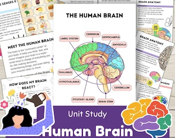 Human Brain Unit-onderzoek over anatomie, functies, zintuigen en emoties: wetenschappelijke werkbladen, feiten en quiz voor thuisonderwijs of counseling