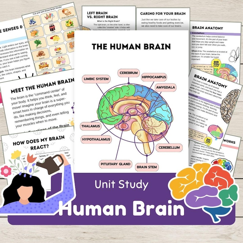 Human Brain Unit Study About Anatomy, Functions, Senses, Emotions ...