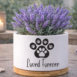 May include: A white ceramic planter with a wooden base, filled with vibrant purple lavender. The planter features a black paw print design and the words "Loved Forever". The scene is set outdoors.