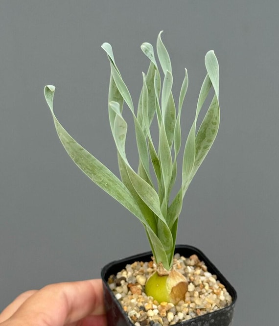 alocasia macrorrhiza splash variegata Buy the Alocasia Macrorrhiza Variegata Plant main image 1