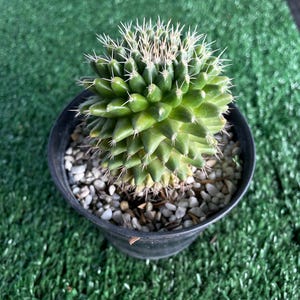 2 Pcs Mammillaria Polythele Hidalgensis Cactus, Rooted Succulent Plant, Live Indoor Cactus, Desert Succulent, Small Potted Cactus