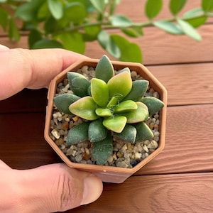 2 suculentas colgantes con roseta, hojas rosadas, de fácil cuidado, para interior, ideal como regalo, para decorar estanterías.