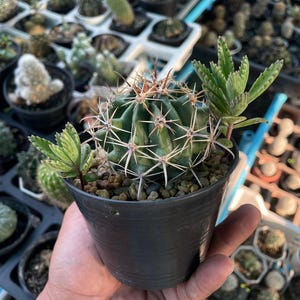 2 PCS Ferocactus Latispinus Devil&#39;s Tongue Cactus, Rare Succulent Plant, Unique Live Cactus, Indoor Home Décor, Succulent Garden,