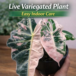 Alocasia nobilis pink variegated - Etsy 日本