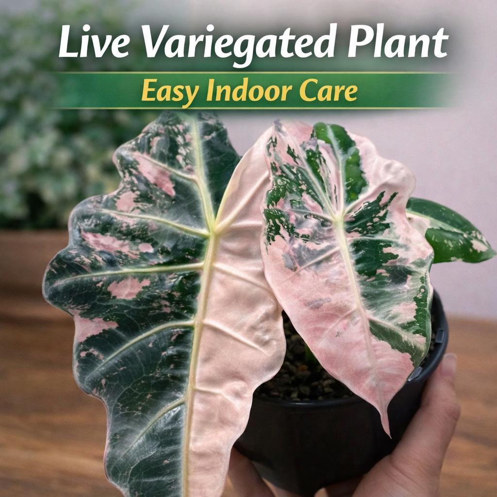 アロカシア ノビリス 斑入り ピンク16 Alocasia nobilis pink variegated - Etsy 日本