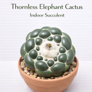 Cactus elefante senza spine, succulenta da interno, pianta del deserto in vaso di facile manutenzione, pianta da appartamento dalla texture unica, regalo decorativo