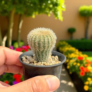 2 Pcs Curved Spine Cactus Plant, Live Indoor Cactus, Easy Care Succulent, Small Potted Cactus for Desk or Shelf, Plant Gift for Home Décor