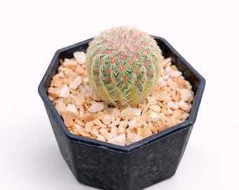 Rainbow Succulent Live Baby Plants, Colorful Mini Indoor Cactus, Small Potted Houseplant Gift, Easy Care Succulent