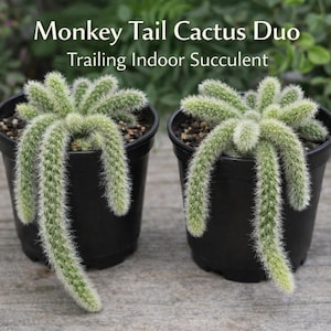 Pianta di cactus a coda di scimmia, succulenta da interno, pianta da appartamento viva e sospesa, regalo