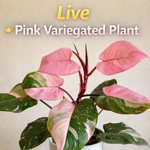 ピンクプリンセス斑入り観葉植物、生きた屋内観葉植物、ピンクの葉の観葉植物、お手入れ簡単なホームデコレーションギフト