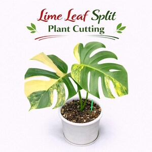 Lindenblatt-Split-Pflanzenschnitt, verwurzelter tropischer Zimmerpflanzen-Starter, bunter Blattdekor, pflegeleichtes Pflanzengeschenk