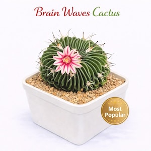 Brain Waves Cactus: golvende geribbelde vetplant - uniek woondecoratie