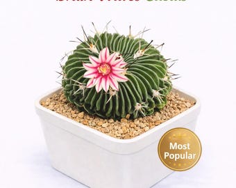 Cactus Ondas Cerebrales: Suculenta con Acanaladuras Onduladas - Decoración Única para el Hogar