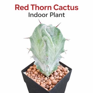 レッドソーンサボテンの生きた植物、ユニークな室内用多肉植物、お手入れ簡単な砂漠の観葉植物ギフト、小さな鉢植えのサボテンの装飾