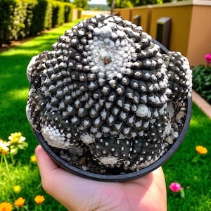 2 cactus con forma de monstruo, planta de interior única y viva, suculenta de fácil cuidado, regalo de planta de interior de bajo mantenimiento, decoración para el hogar y la oficina.