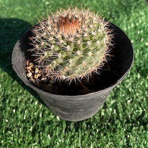 2 pcs Parodia Chrysacanthion Cactus, Golden Ball Live Cactus Plant, Mini Indoor Succulent, Easy Care Desert Plant,