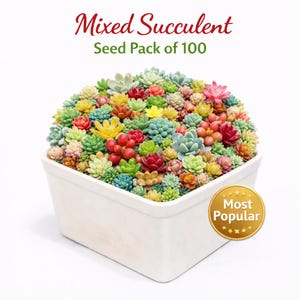 Paquete de 100 semillas de suculentas mixtas, kit de inicio para jardín de interior, semillas fáciles de cultivar para macetas o jardineras.