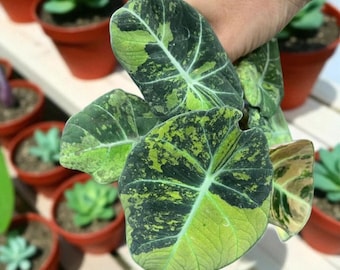 希少 アロカシア ブラックサタン スターダスト Yahoo!オークション - 特選 激レア アロカシア ブラックサタン スター