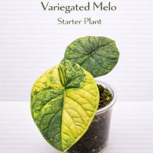 Variegated alocasia melo - Etsy 日本