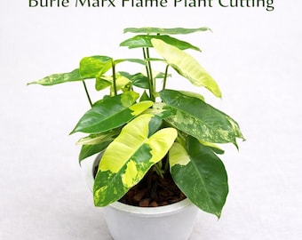 Burle Marx Flame Plant Cutting, Live Rooted Indoor Houseplant, Easy Care Tropical Desk Plant, Green Home Decor Gift